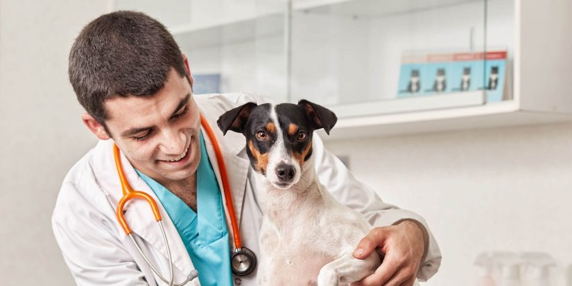 perro veterinario