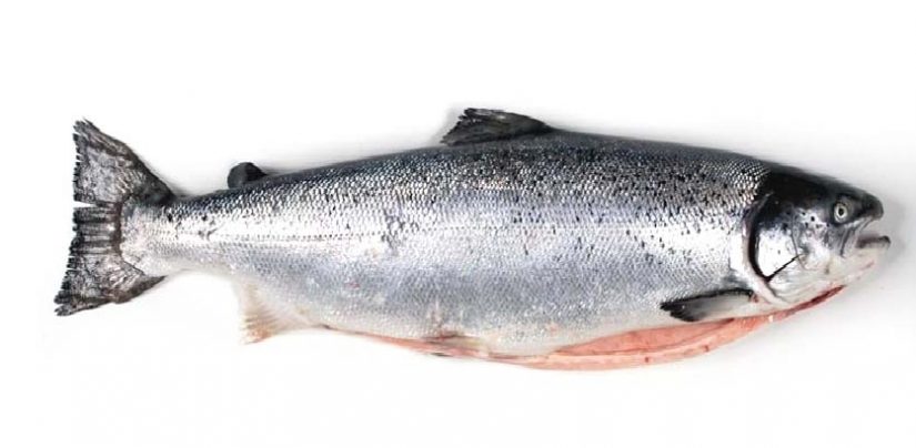 que es el salmon Merca2.es