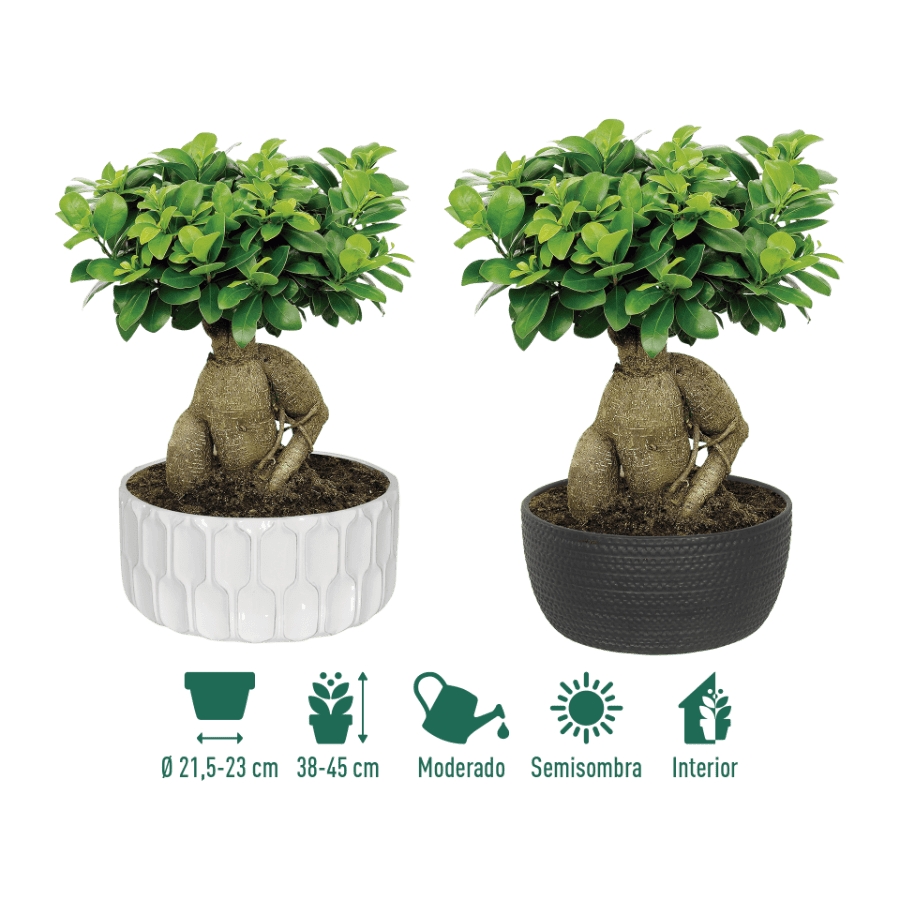 Bonsai