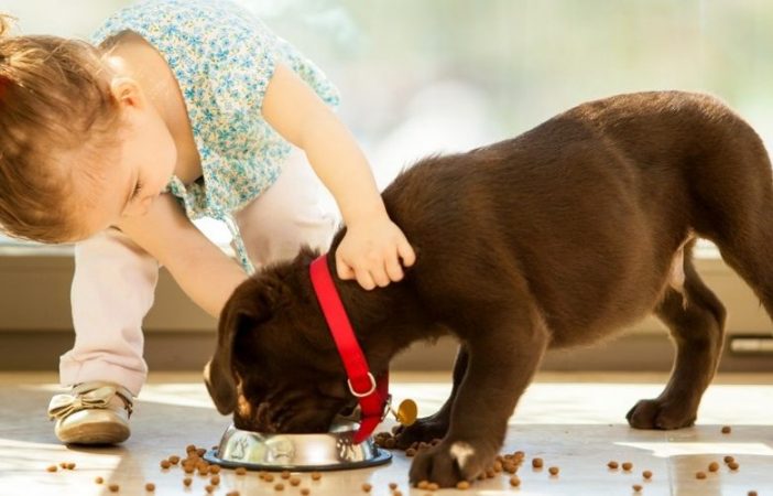 ¿Dónde podemos encontrar nuestra mascota?