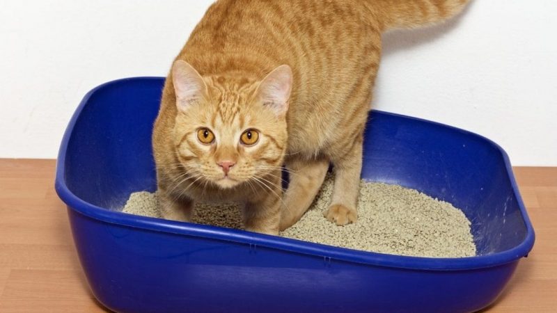 Consejos para irte de fin de semana y dejar a tu gato en casa sin preocuparte 64 Merca2.es Limpiar su caja de arena