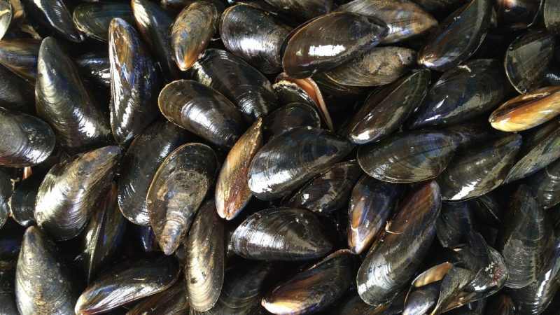 Cómo hacer unos mejillones al vino blanco para que te aplaudan 87 Merca2.es limpiar mejillones