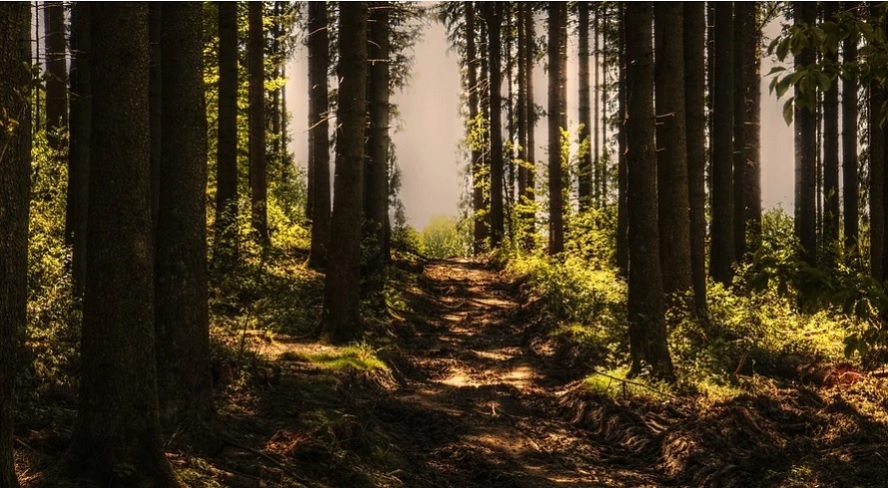 Reforestación o la receta natural contra el cambio climático