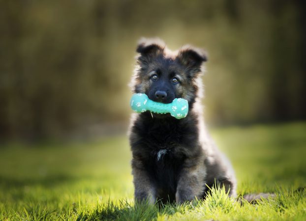 1629441911 cachorro de perro grande Merca2