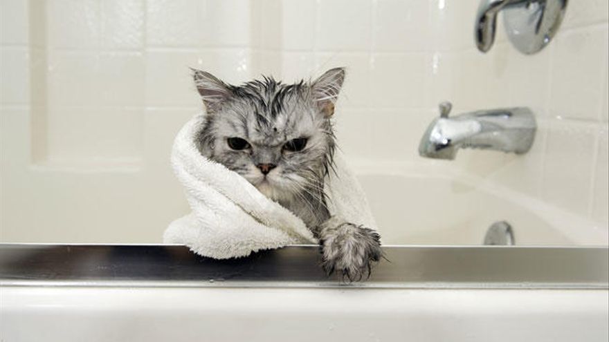 Estas son las cinco cosas que los gatos no soportan de los humanos