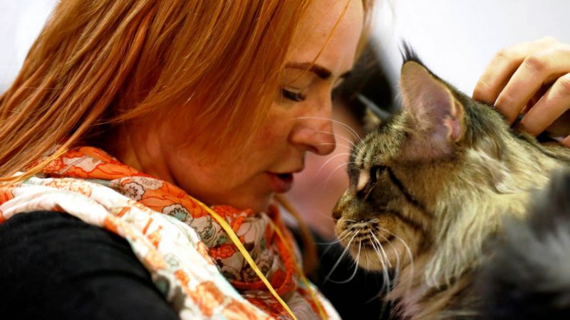 Estas son las cinco cosas que los gatos no soportan de los humanos 17 Merca2.es No acariciarlos demasiados