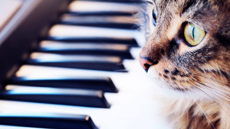 Estas son las cinco cosas que los gatos no soportan de los humanos 15 Merca2.es Reducir los ruidos altos