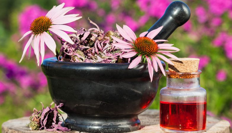 1140 health benefits of echinacea esp.imgcache.revc97e7f0c010c8817587f997f3d82ddcd Merca2.es