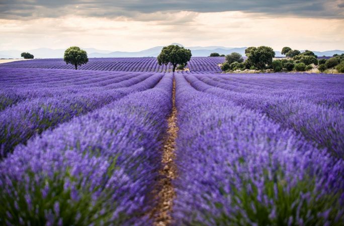campos lavanda brihuega