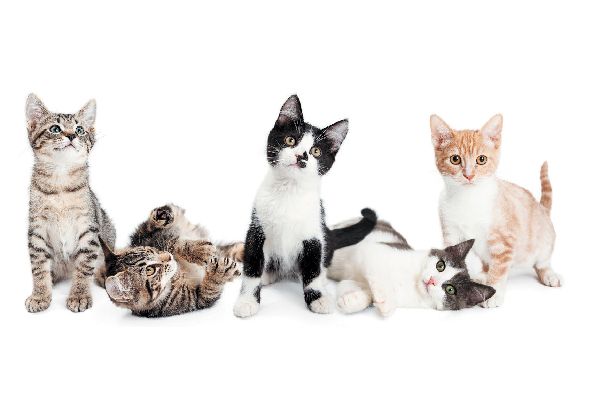 Estas son las razas de gato que mejor se llevan con las personas