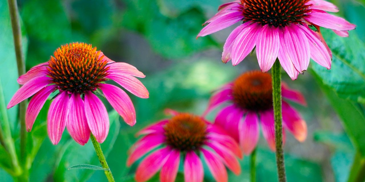 Qué es la equinacea y por qué debes tomarla en otoño