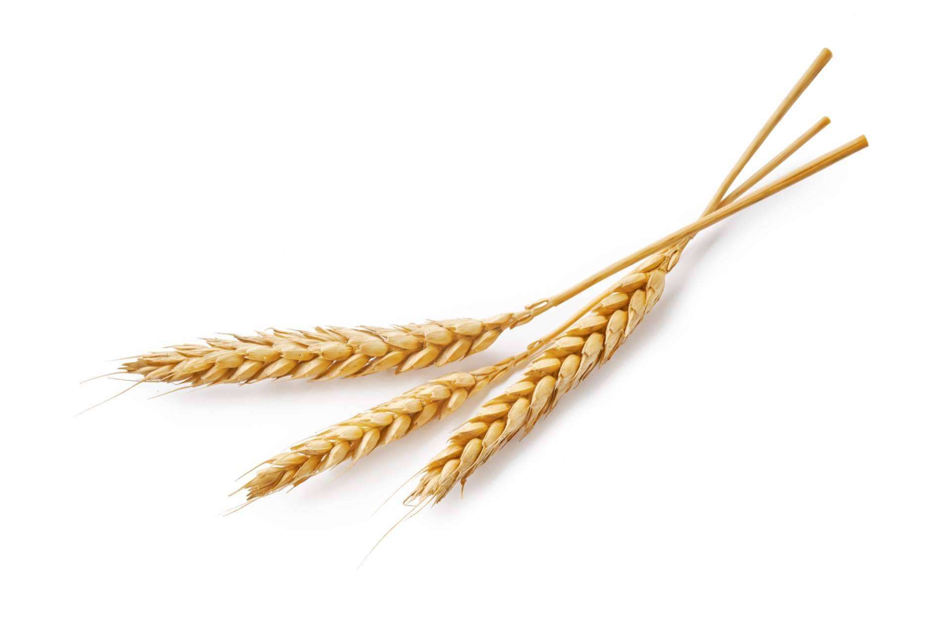 Las gafas de sol elaboradas a partir de fibra de paja de trigo, de Castor Sunglasses