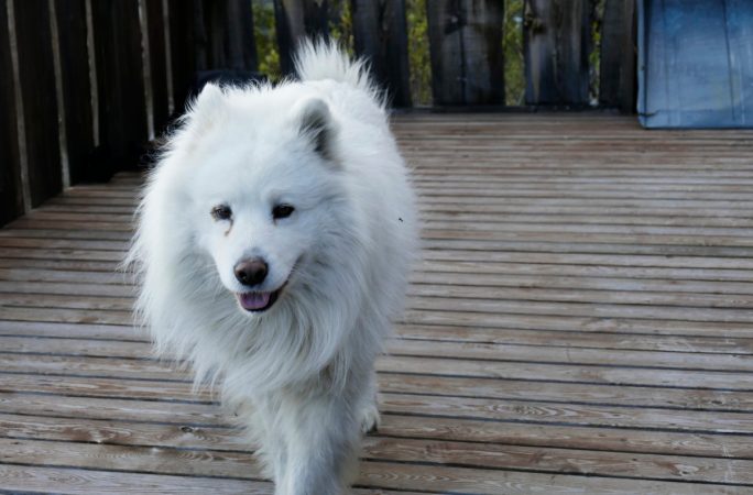 calcular edad de perro, Samoyedo