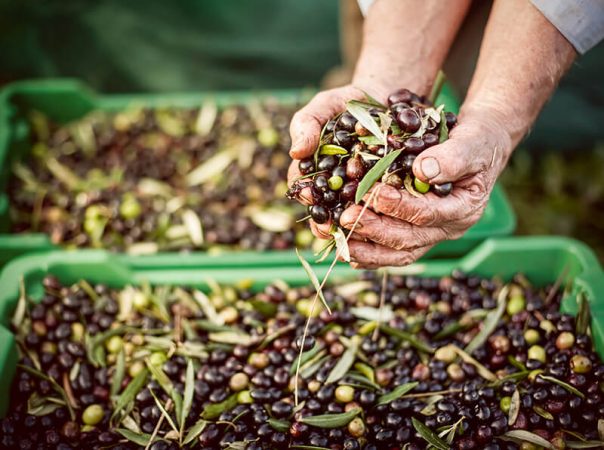 aceite-de-oliva-coseña