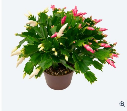 screenshot www.aldi .es 2021.10.15 00 43 33 Merca2.es