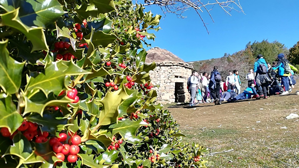 La economía local del acebo de Navidad: empleo y turismo activo