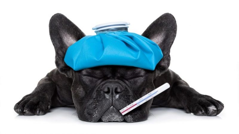 ¿Cuándo acudir al veterinario? perro