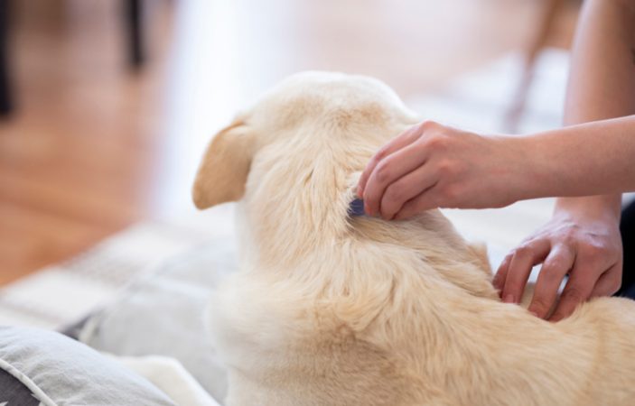 Limpia el entorno de tu perro