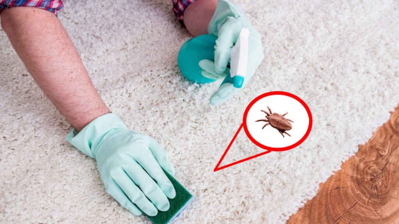 Estos son los insectos que duermen contigo en tu cama