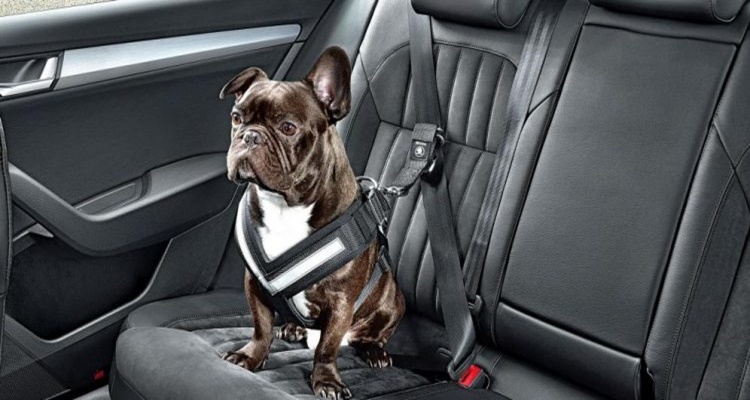 Cinturón seguridad mascota coche