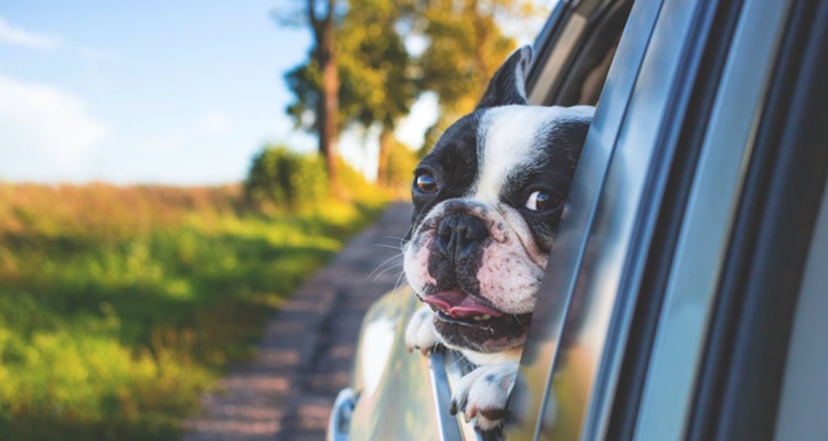 Condiciones viajar mascota coche