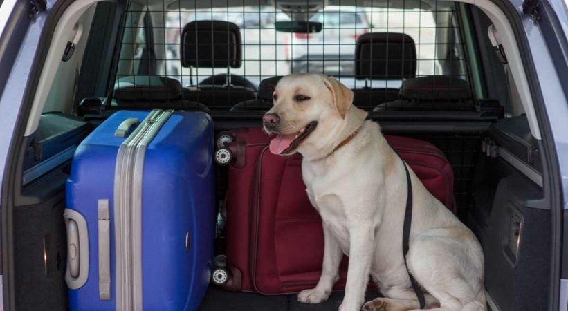 Consejos viajar mascota coche seguridad