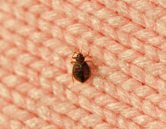 Estos son los insectos que duermen contigo en tu cama