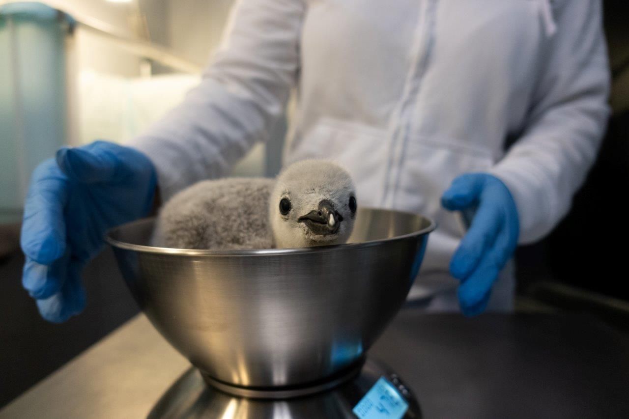 Loro Parque da la bienvenida a numerosas crías de pingüino de diferentes especies