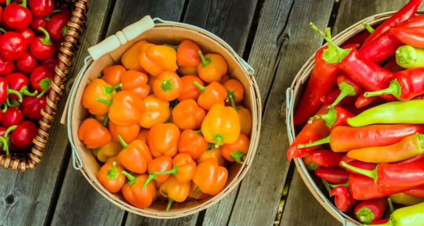 Esto es lo que le pasa a tu cuerpo si abusas del picante 4 Merca2.es pimienots picantes Merca2.es