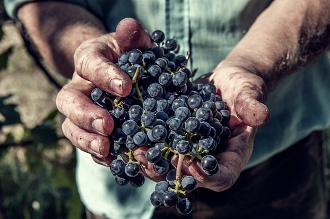 uvas vendimia Merca2.es