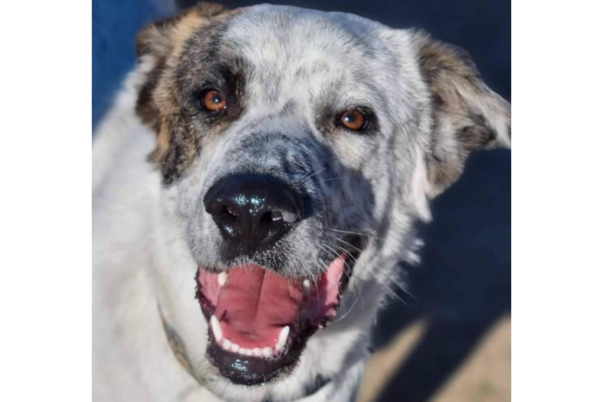 ¿La guardería canina es buena para los perros con ansiedad por separación?, por PERROBUENO