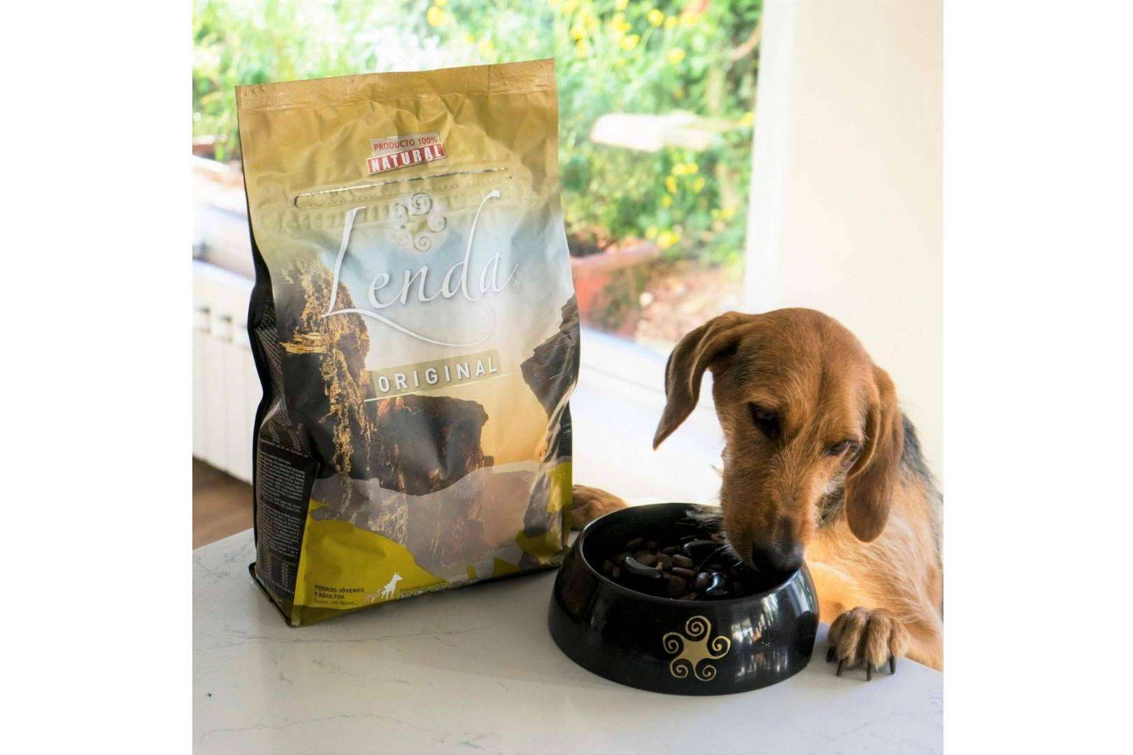Lenda da algunos consejos que pueden ayudar a que los perros coman pienso