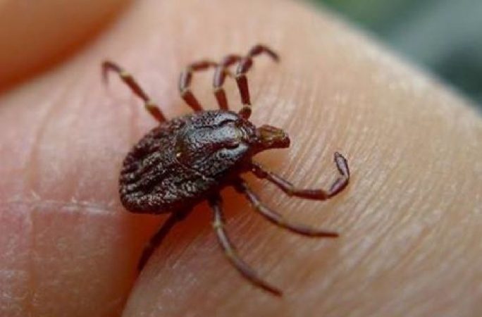 Explora cada rincón peludo