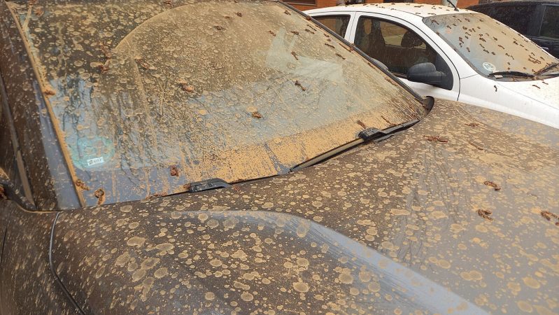 calima coches Merca2.es