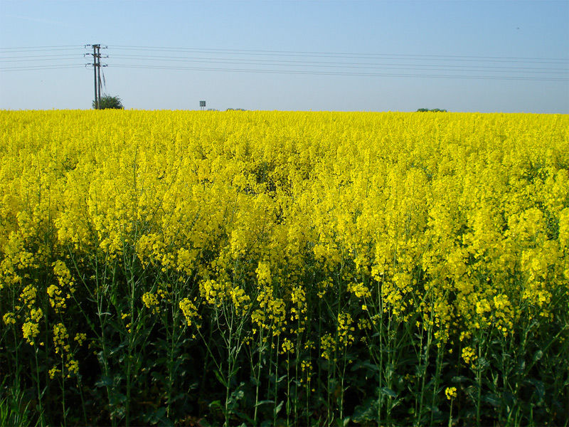 aceite de canola