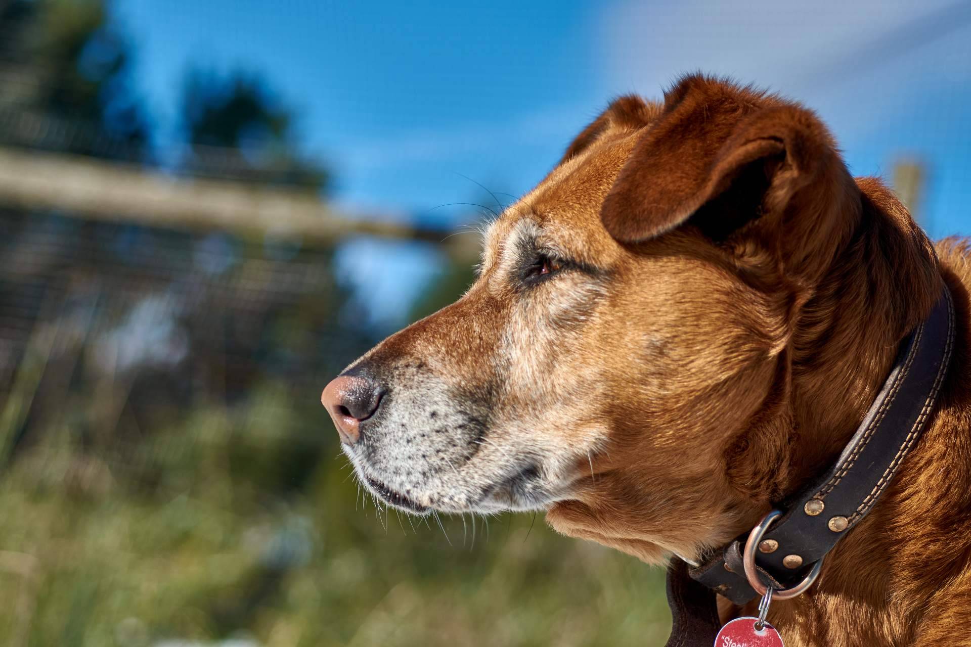 Una oportunidad en la adopción de perros mayores