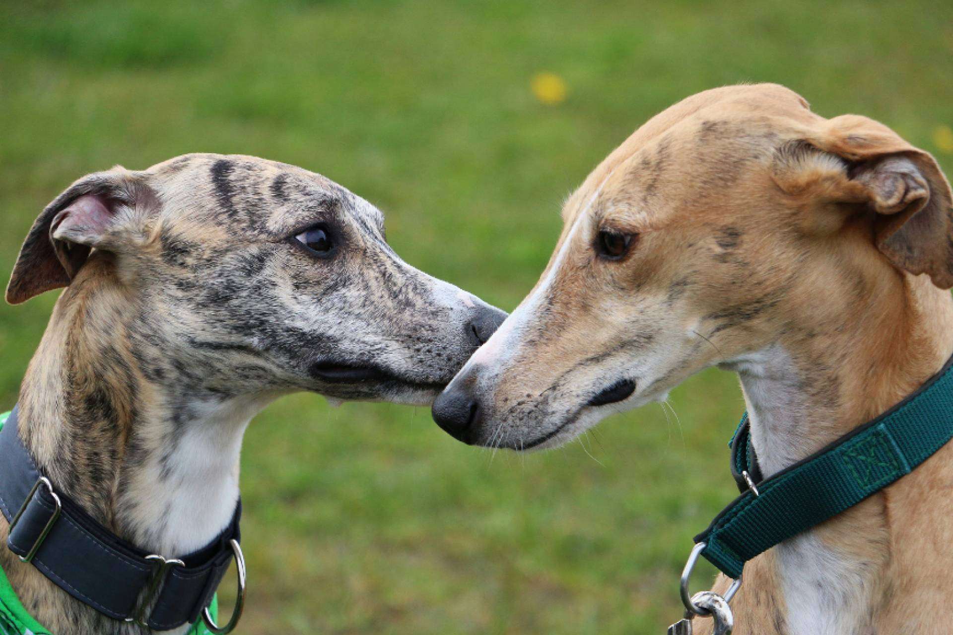 Los beneficios del aceite de salmón para los animales, por Piensos Galacer