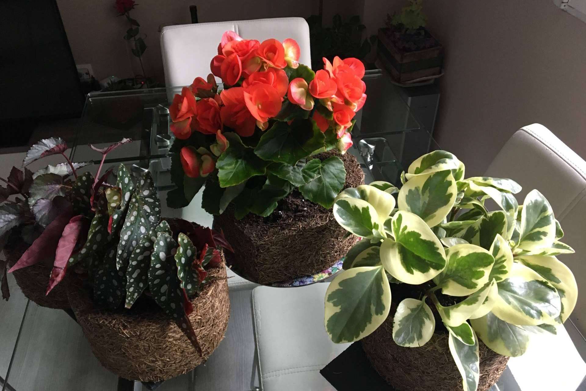 Reducir el uso de plástico se ha convertido en una prioridad para la salud humana y ha dejado de ser una tendencia de decoración