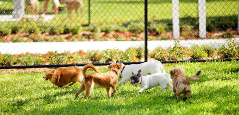 parque-perros