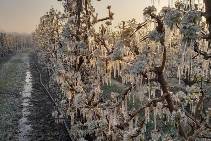 La helada hace estragos en Cataluña