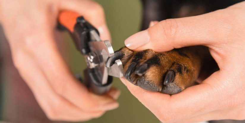 uñas perro