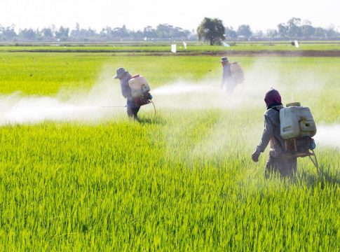 Un alimento con grandes cantidades de pesticidas Un alimento con grandes cantidades de pesticidas