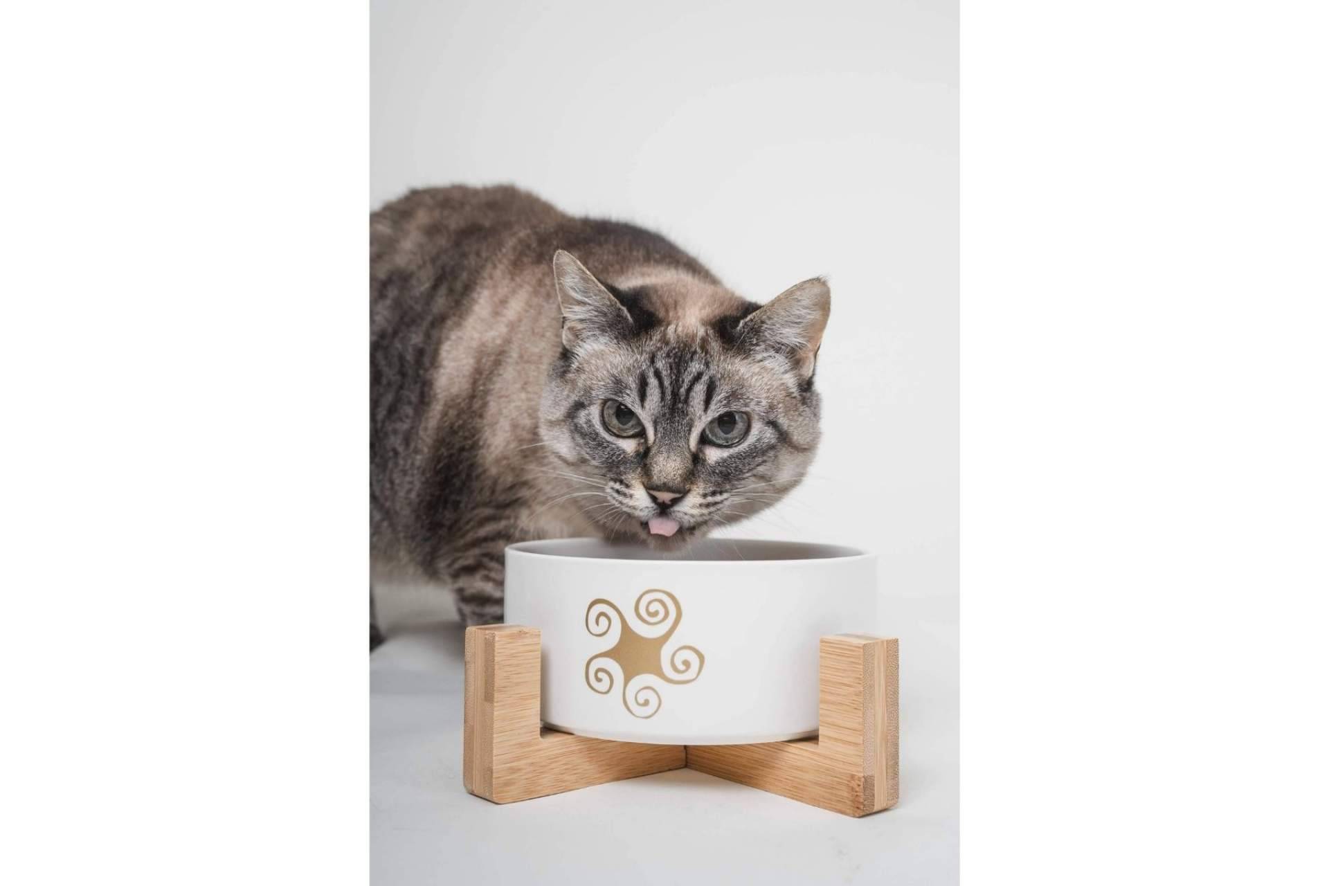 La comida natural para gatos de Lenda y sus beneficios