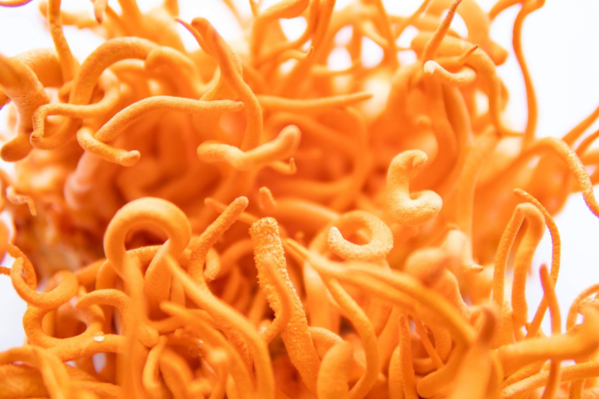 La Tienda de Cristóbal explica qué es el Hongo Cordyceps