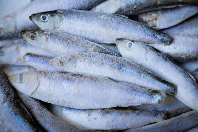 Cómo congelar pescado y mariscos de manera correcta y segura