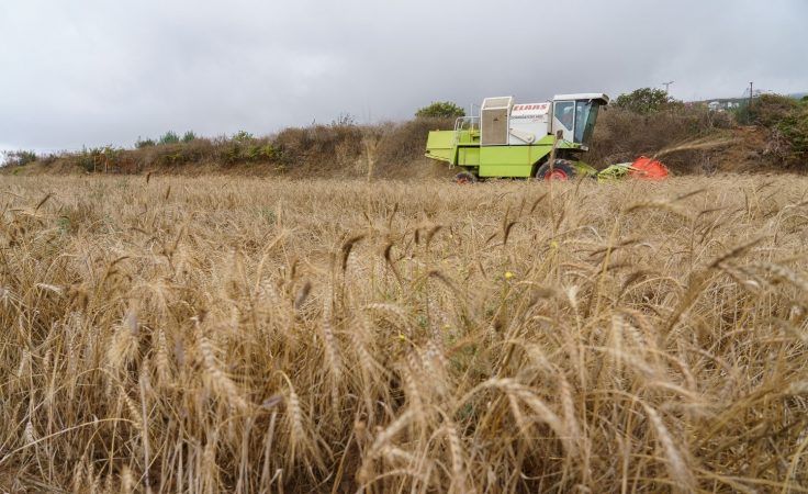 nuevo-orden-alimentario-cereales-oleaginosas