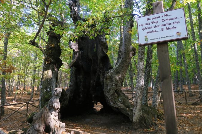 castañar Merca2.es