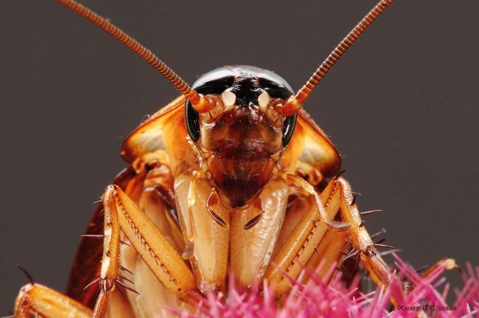 La combinación ganadora de cebo y repelente