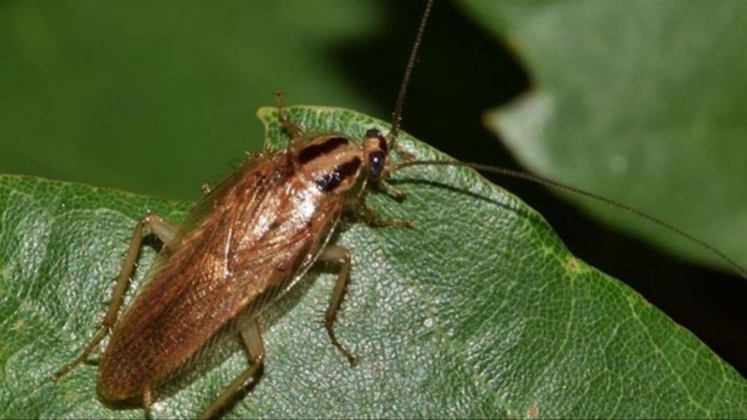 Una solución para las cucarachas: Tierra de diatomeas