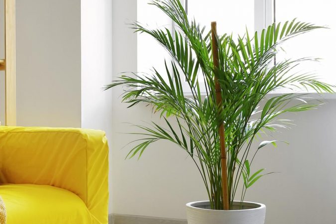areca plantas